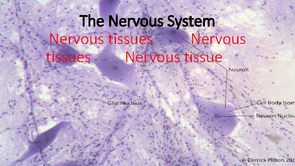 The Nervous System Nervous tissues Nervous tissue 