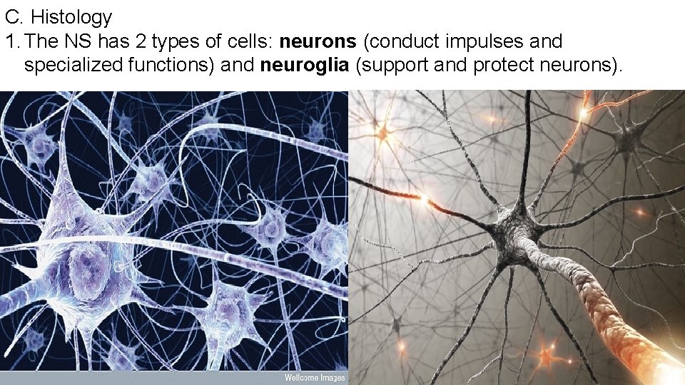 C. Histology 1. The NS has 2 types of cells: neurons (conduct impulses and