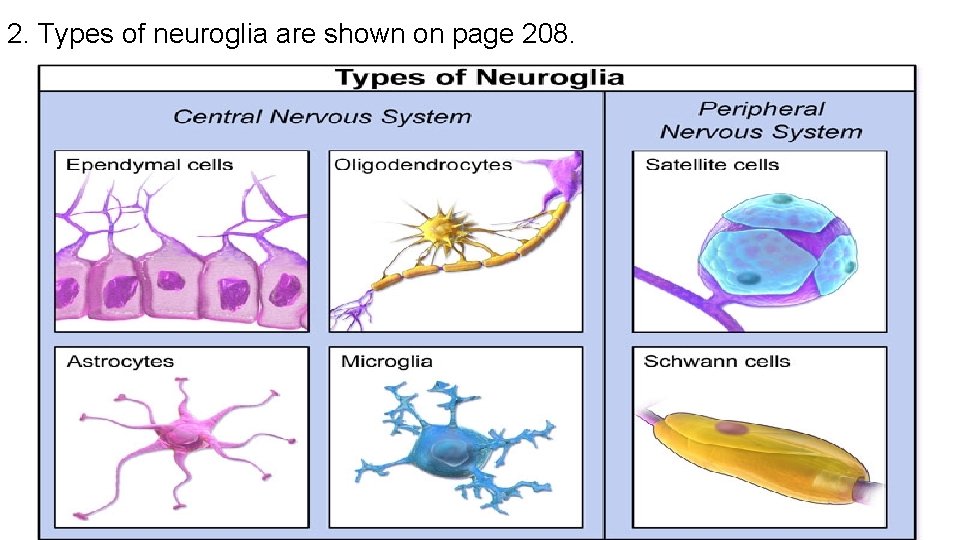 2. Types of neuroglia are shown on page 208. 