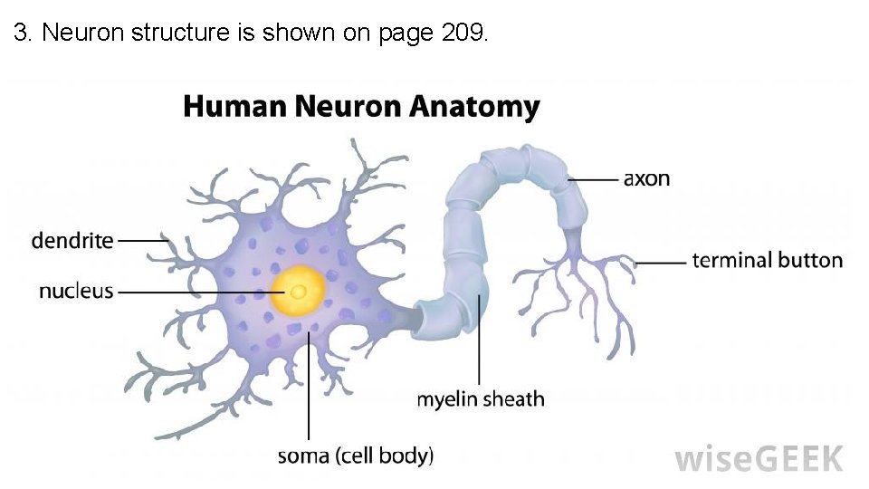 3. Neuron structure is shown on page 209. 