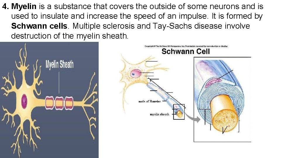 4. Myelin is a substance that covers the outside of some neurons and is