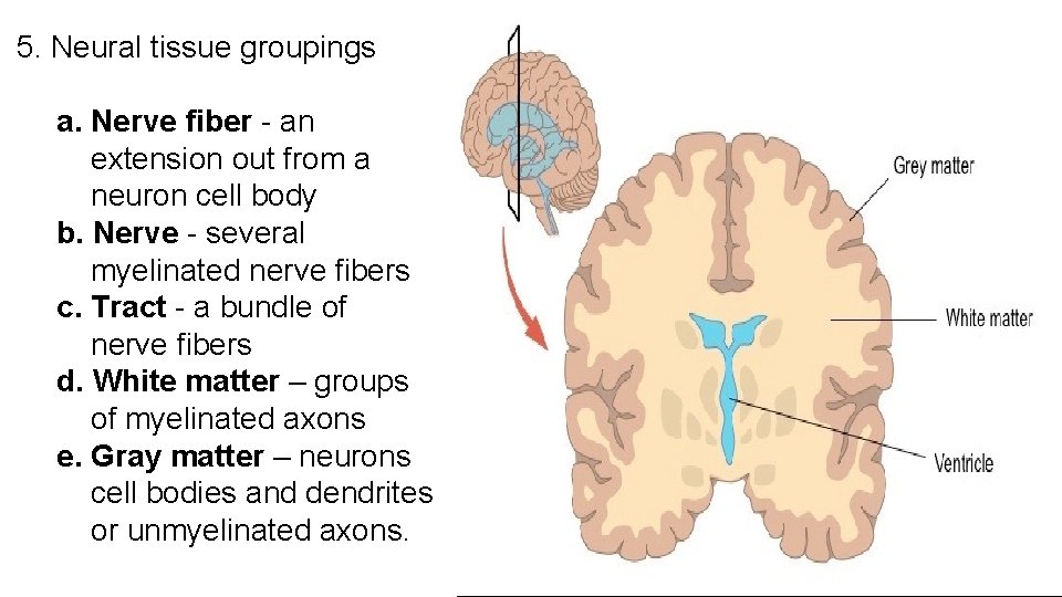 5. Neural tissue groupings a. Nerve fiber - an extension out from a neuron