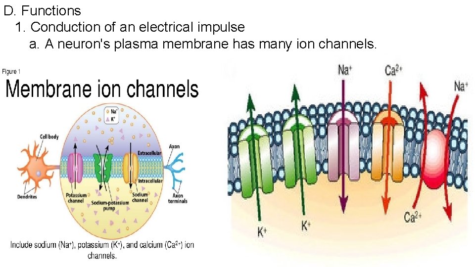 D. Functions 1. Conduction of an electrical impulse a. A neuron's plasma membrane has