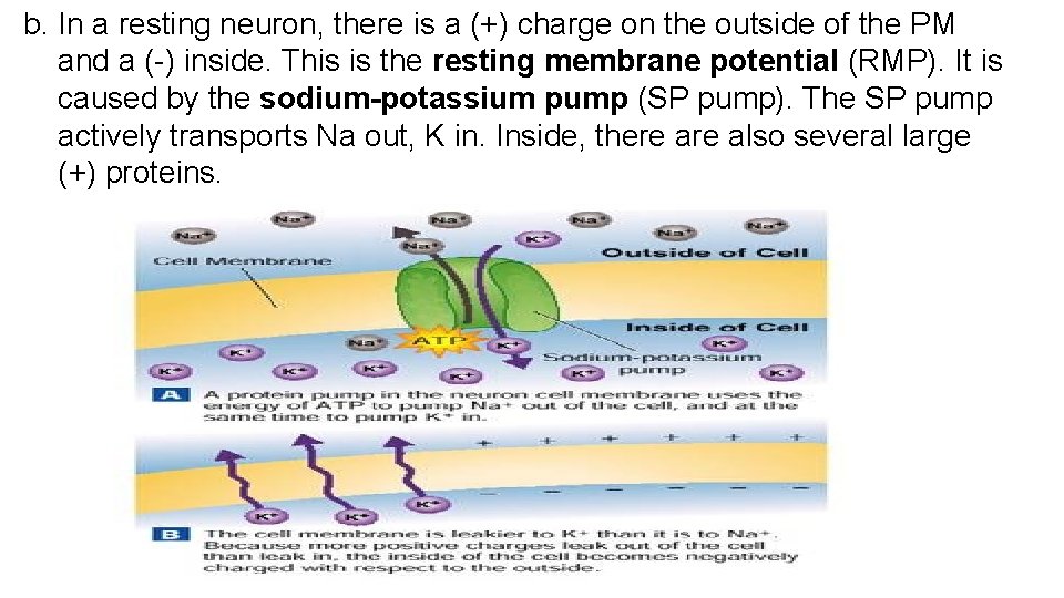 b. In a resting neuron, there is a (+) charge on the outside of