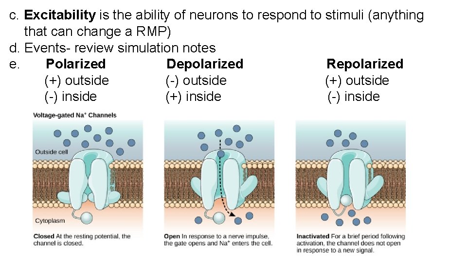 c. Excitability is the ability of neurons to respond to stimuli (anything that can