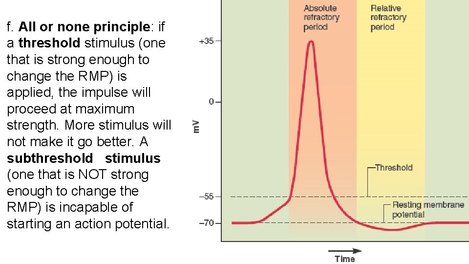 f. All or none principle: if a threshold stimulus (one that is strong enough