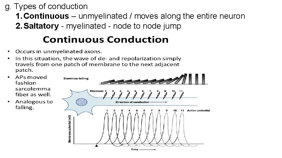 g. Types of conduction 1. Continuous – unmyelinated / moves along the entire neuron