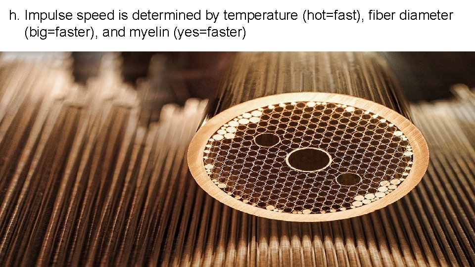 h. Impulse speed is determined by temperature (hot=fast), fiber diameter (big=faster), and myelin (yes=faster)