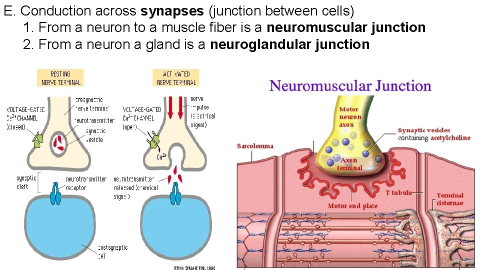 E. Conduction across synapses (junction between cells) 1. From a neuron to a muscle