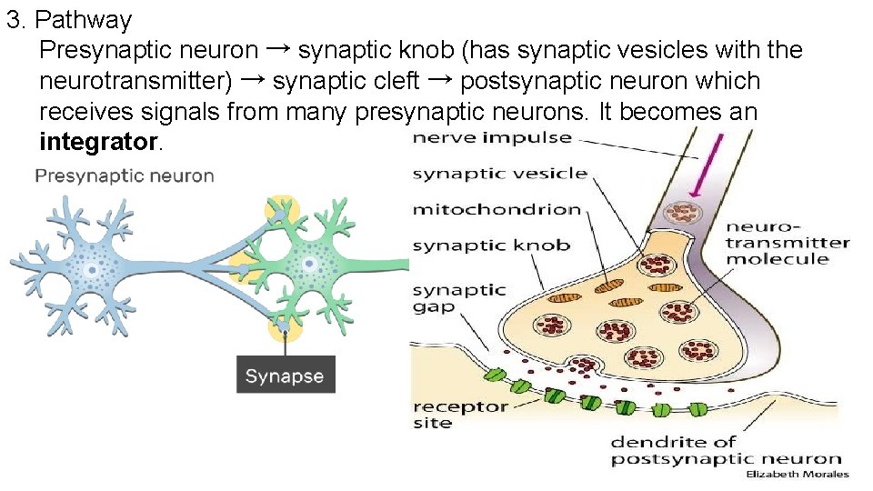 3. Pathway Presynaptic neuron → synaptic knob (has synaptic vesicles with the neurotransmitter) →