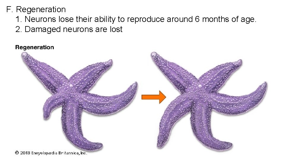 F. Regeneration 1. Neurons lose their ability to reproduce around 6 months of age.