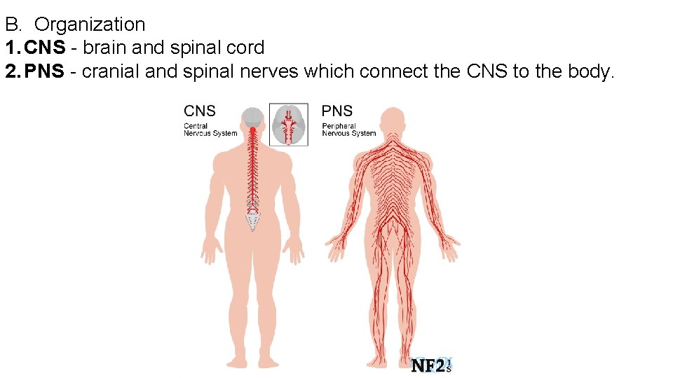 B. Organization 1. CNS - brain and spinal cord 2. PNS - cranial and