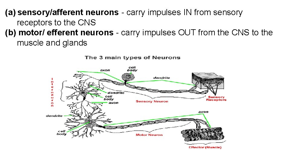 (a) sensory/afferent neurons - carry impulses IN from sensory receptors to the CNS (b)