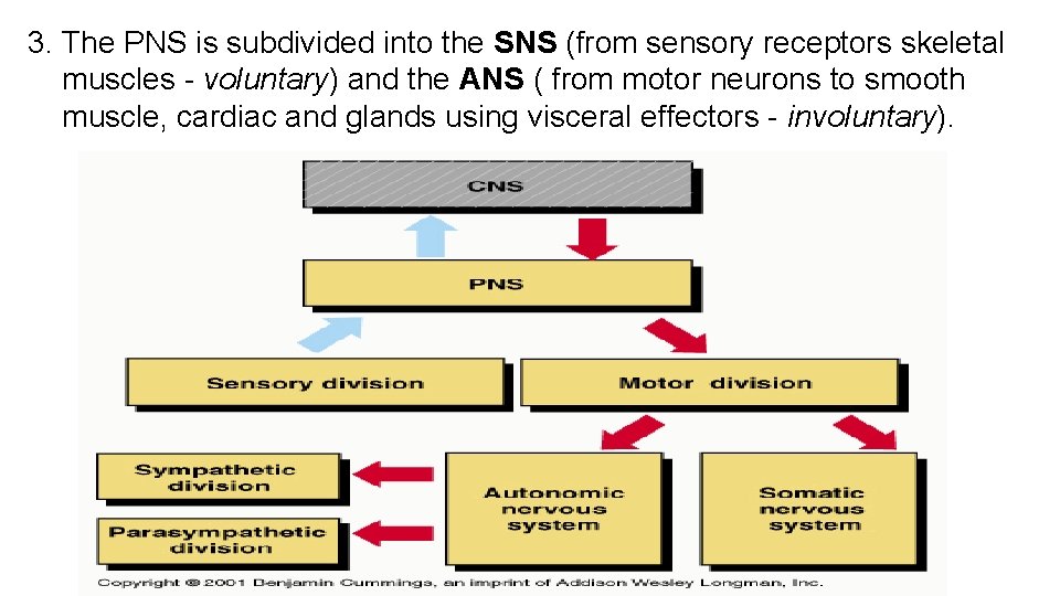 3. The PNS is subdivided into the SNS (from sensory receptors skeletal muscles -