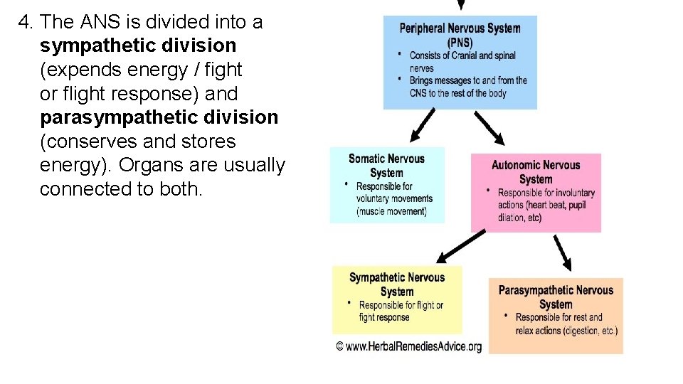 4. The ANS is divided into a sympathetic division (expends energy / fight or
