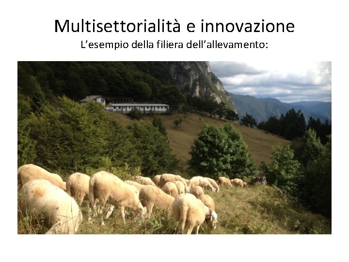Multisettorialità e innovazione L’esempio della filiera dell’allevamento: 