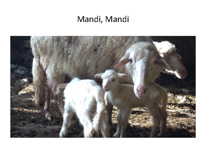 Mandi, Mandi 
