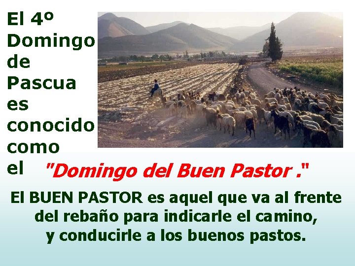 El 4º Domingo de Pascua es conocido como el "Domingo del Buen Pastor. "