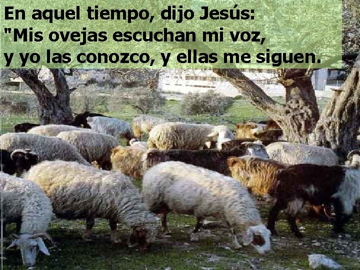 En aquel tiempo, dijo Jesús: "Mis ovejas escuchan mi voz, y yo las conozco,