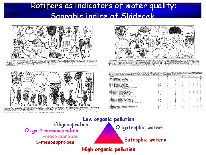 Rotifers as indicators of water quality: Saprobic indice of Sládecek Low organic pollution Oligosaprobes