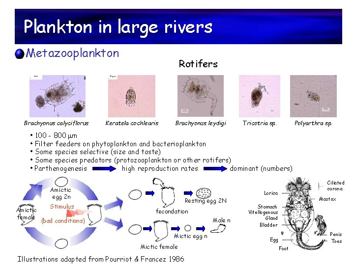 Plankton in large rivers Metazooplankton Brachyonus calyciflorus Rotifers Keratela cochlearis Brachyonus leydigi Tricotria sp.