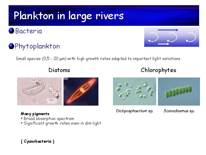 Plankton in large rivers Bacteria Phytoplankton Small species (0, 5 - 20 m) with