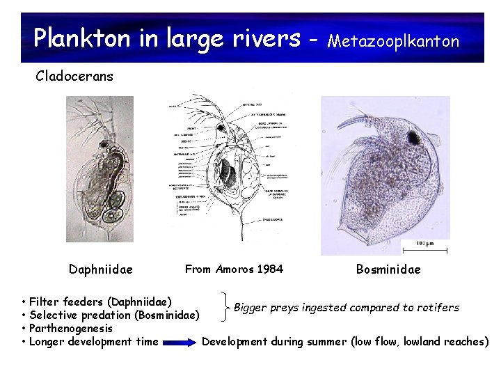 Plankton in large rivers - Metazooplkanton Cladocerans Daphniidae From Amoros 1984 Bosminidae • Filter