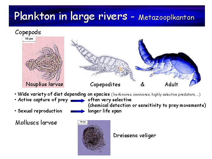 Plankton in large rivers - Metazooplkanton Copepods Nauplius larvae Copepodites & Adult • Wide