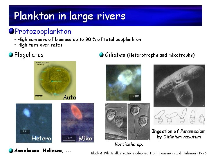 Plankton in large rivers Protozooplankton • High numbers of biomass up to 30 %