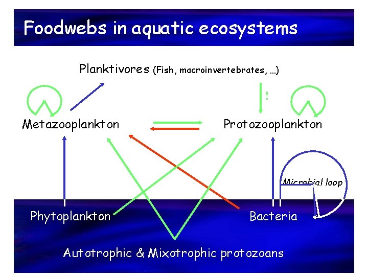 Foodwebs in aquatic ecosystems Planktivores (Fish, macroinvertebrates, …) ! Metazooplankton Protozooplankton Microbial loop Phytoplankton