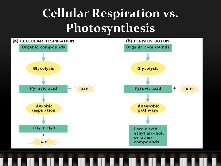 Cellular Respiration vs. Photosynthesis 