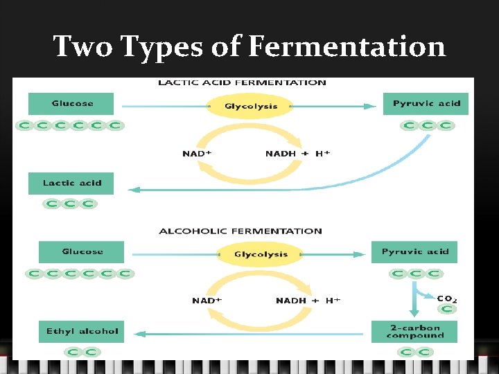 Two Types of Fermentation 