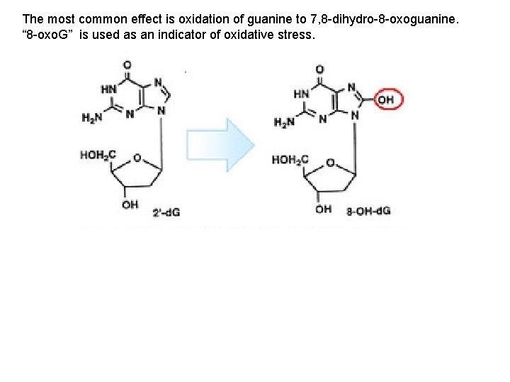 The most common effect is oxidation of guanine to 7, 8 -dihydro-8 -oxoguanine. “