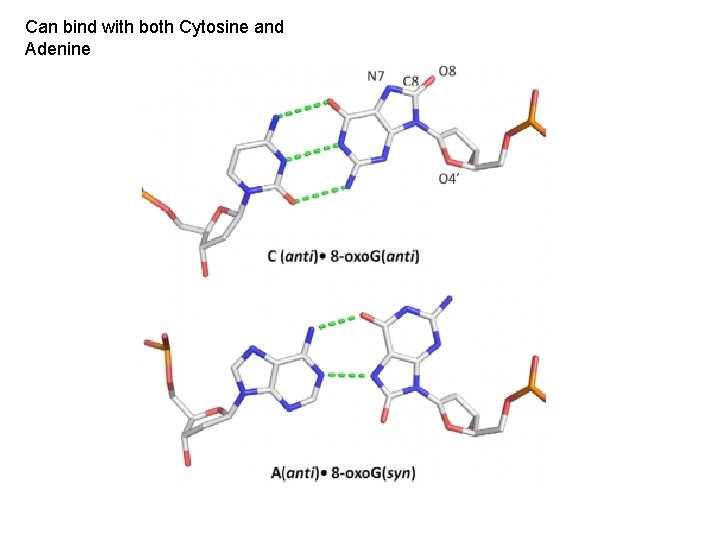 Can bind with both Cytosine and Adenine 