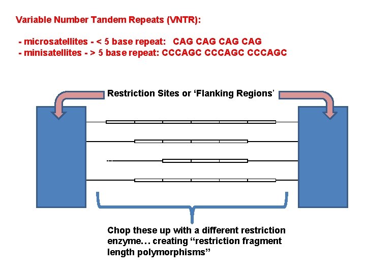 Variable Number Tandem Repeats (VNTR): - microsatellites - < 5 base repeat: CAG CAG