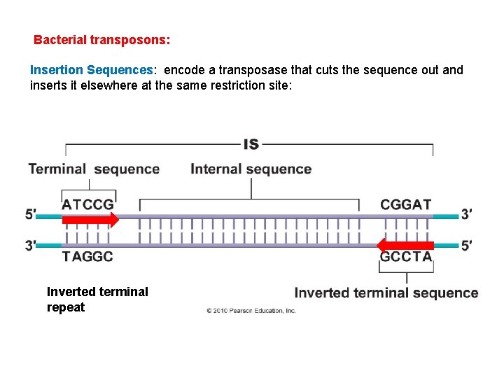 Bacterial transposons: Insertion Sequences: encode a transposase that cuts the sequence out and inserts