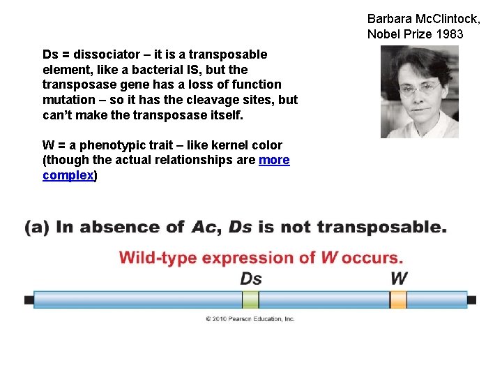 Barbara Mc. Clintock, Nobel Prize 1983 Ds = dissociator – it is a transposable