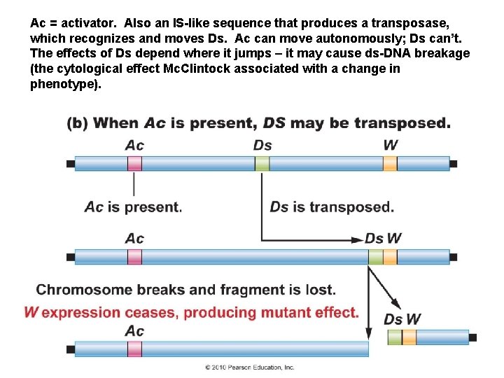 Ac = activator. Also an IS-like sequence that produces a transposase, which recognizes and