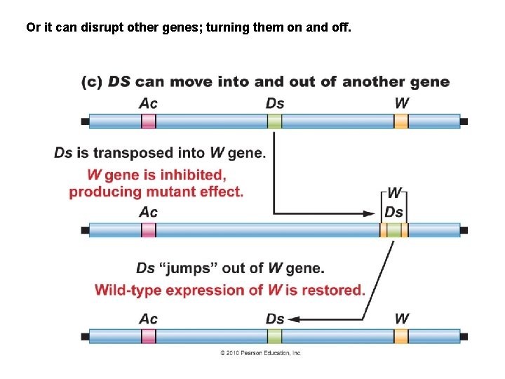 Or it can disrupt other genes; turning them on and off. 