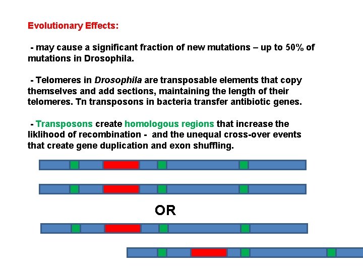 Evolutionary Effects: - may cause a significant fraction of new mutations – up to
