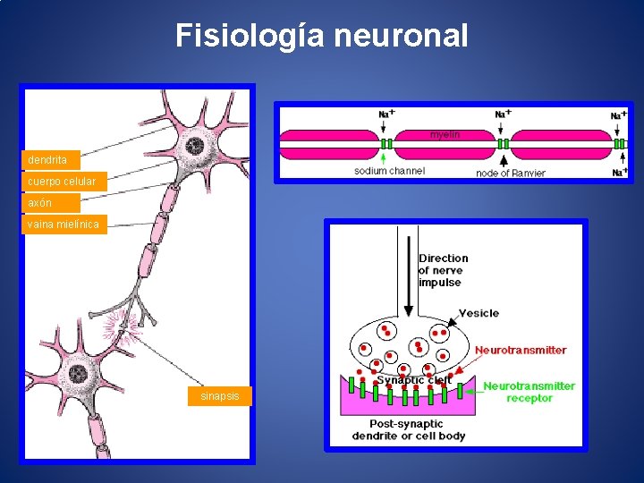 Fisiología neuronal dendrita cuerpo celular axón vaina mielínica sinapsis 