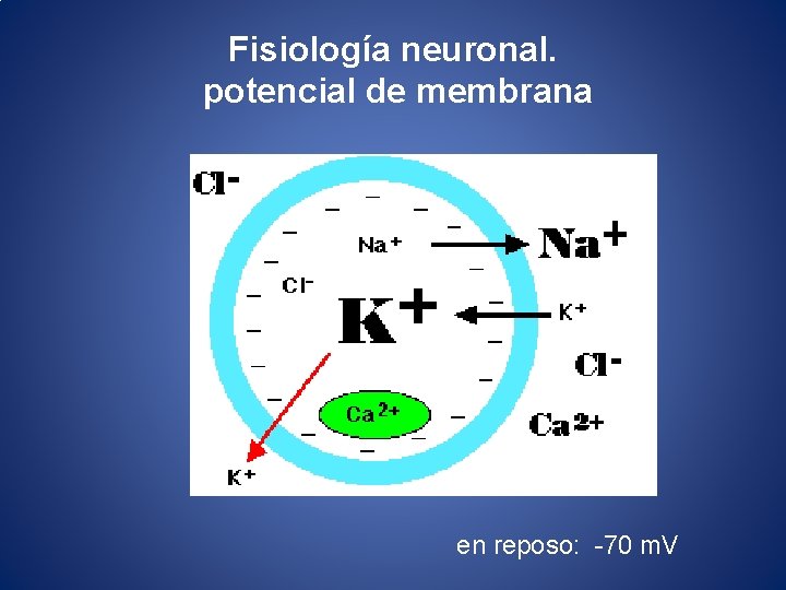 Fisiología neuronal. potencial de membrana en reposo: -70 m. V 