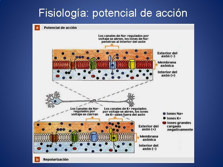 Fisiología: potencial de acción 