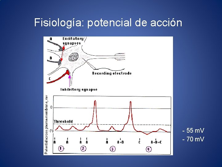 Fisiología: potencial de acción - 55 m. V - 70 m. V 