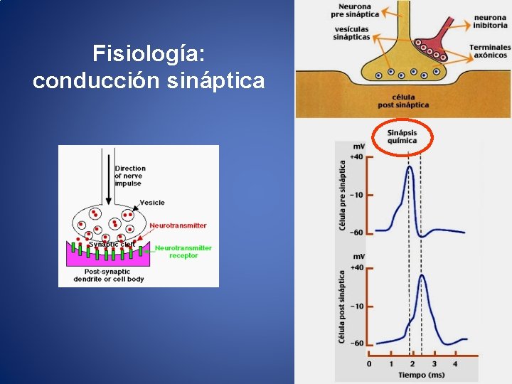 Fisiología: conducción sináptica 