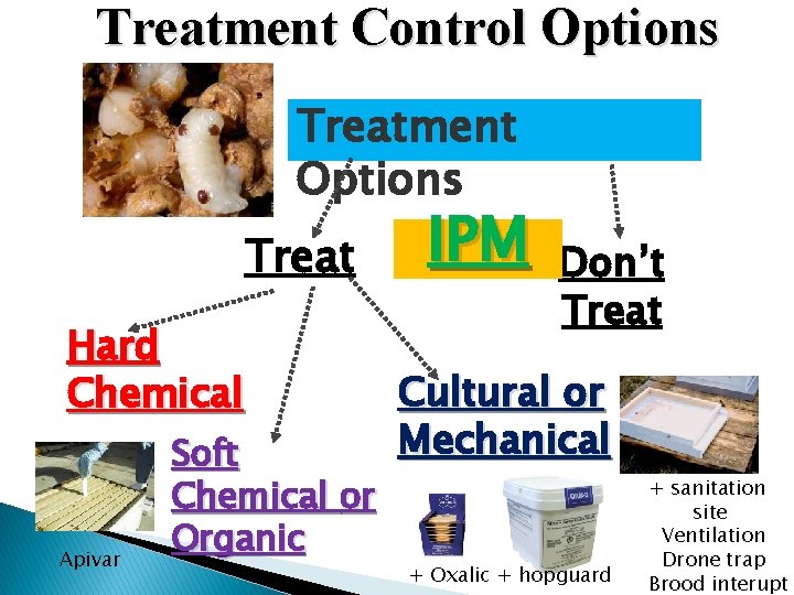 Treatment Control Options Treatment Options Treat Hard Chemical Apivar Soft Chemical or Organic IPM