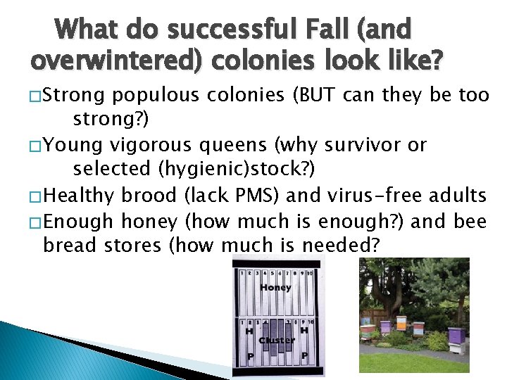 What do successful Fall (and overwintered) colonies look like? � Strong populous colonies (BUT