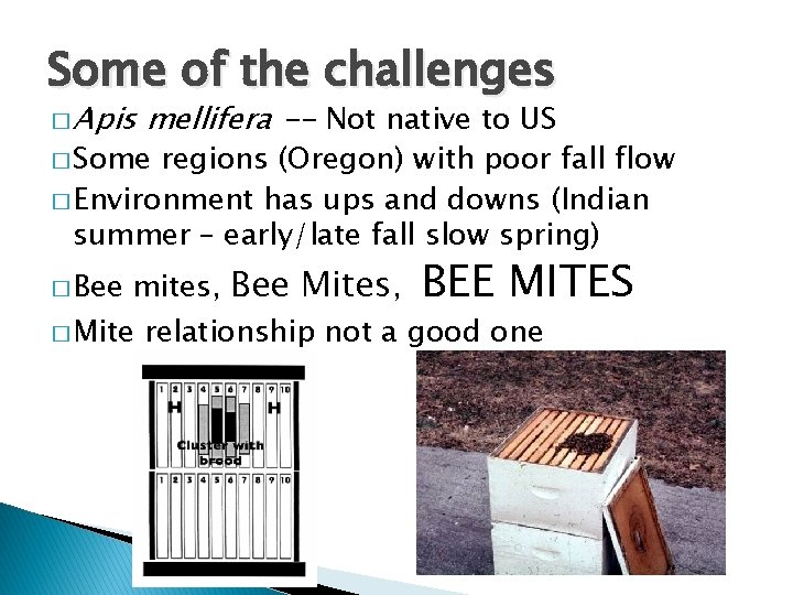 Some of the challenges � Apis mellifera -- Not native to US � Some