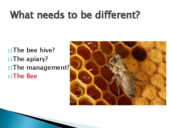 What needs to be different? � The bee hive? � The apiary? � The