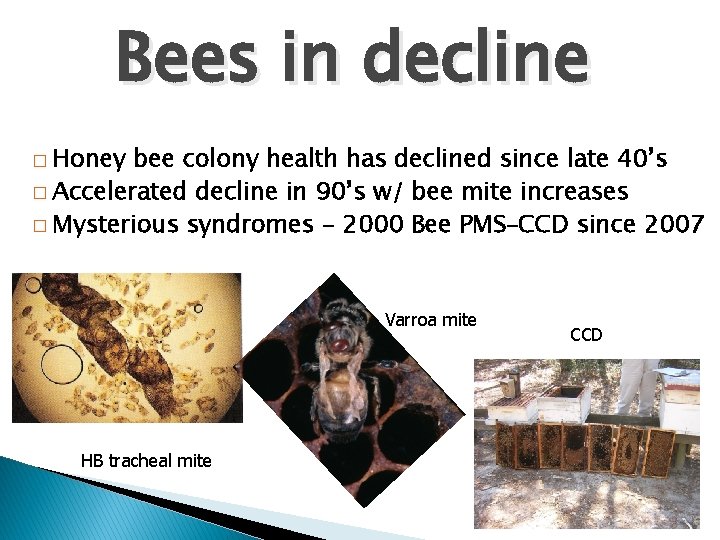 Bees in decline � Honey bee colony health has declined since late 40’s �